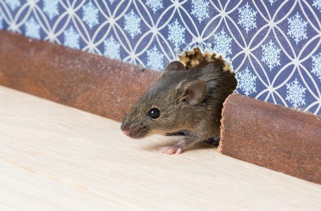 Penyakit dari Tikus yang Bisa Menyerang Otak Mulai Ditemukan di California
